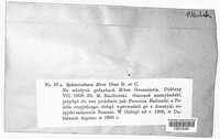 Podosphaera mors-uvae image